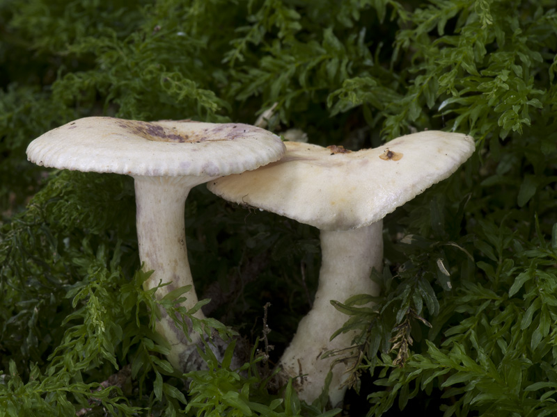 Lactarius aspideus